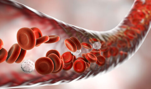 blood-cells-in-vein_for-web