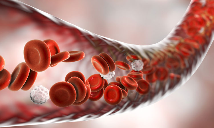 blood-cells-in-vein_for-web